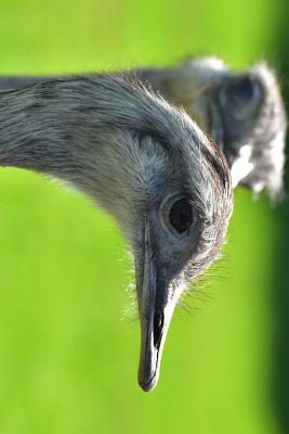 Download Rhea Bird Profile in Argentina, Birds of the World: Blank 150 Page Lined Journal for Your Thoughts, Ideas, and Inspiration -  file in PDF