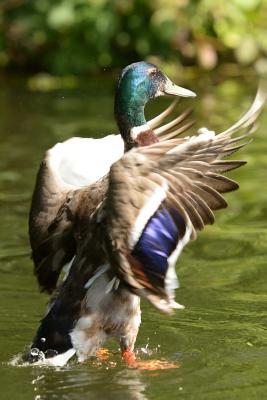Read Male Mallard Duck Spreading His Wings Journal: 150 Page Lined Notebook/Diary - Benton Press file in PDF