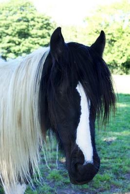 Read Online Totally Gorgeous Black and White Pony Portrait Journal: 150 Page Lined Notebook/Diary -  file in PDF