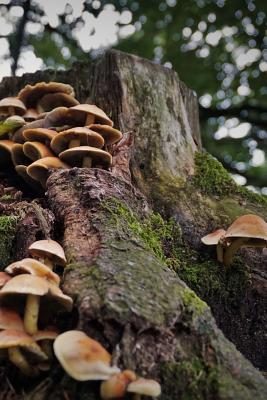 Download Searching for Mushrooms in the Forest Journal: 150 Page Lined Notebook/Diary -  file in ePub
